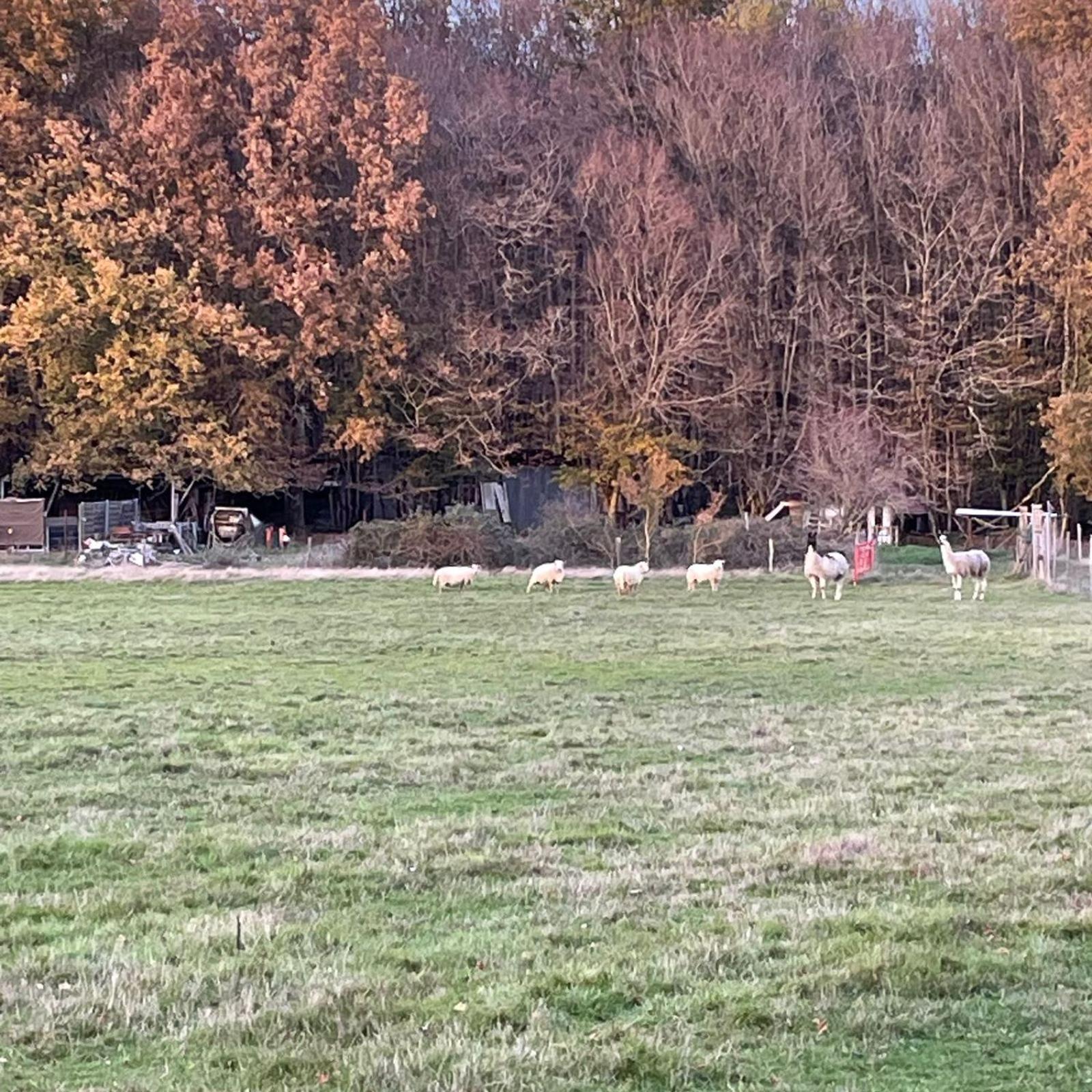 La Fermette Aux Lamas Savigny-Lévescault Zewnętrze zdjęcie